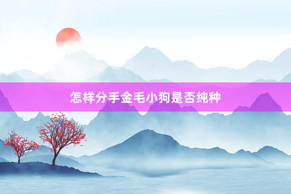 怎样分手金毛小狗是否纯种